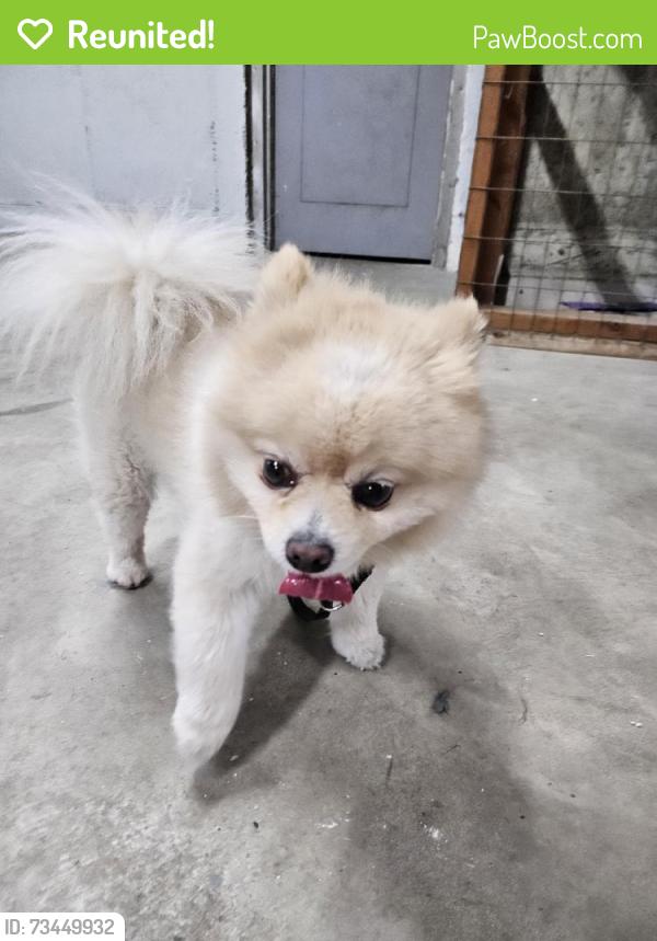 Reunited Male Dog last seen Milentz and gravois, St. Louis, MO 63116