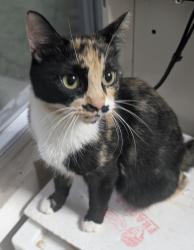 Reunited Female Cat last seen E22nd Avenue Columbus, OH 43211, Columbus, OH 43211