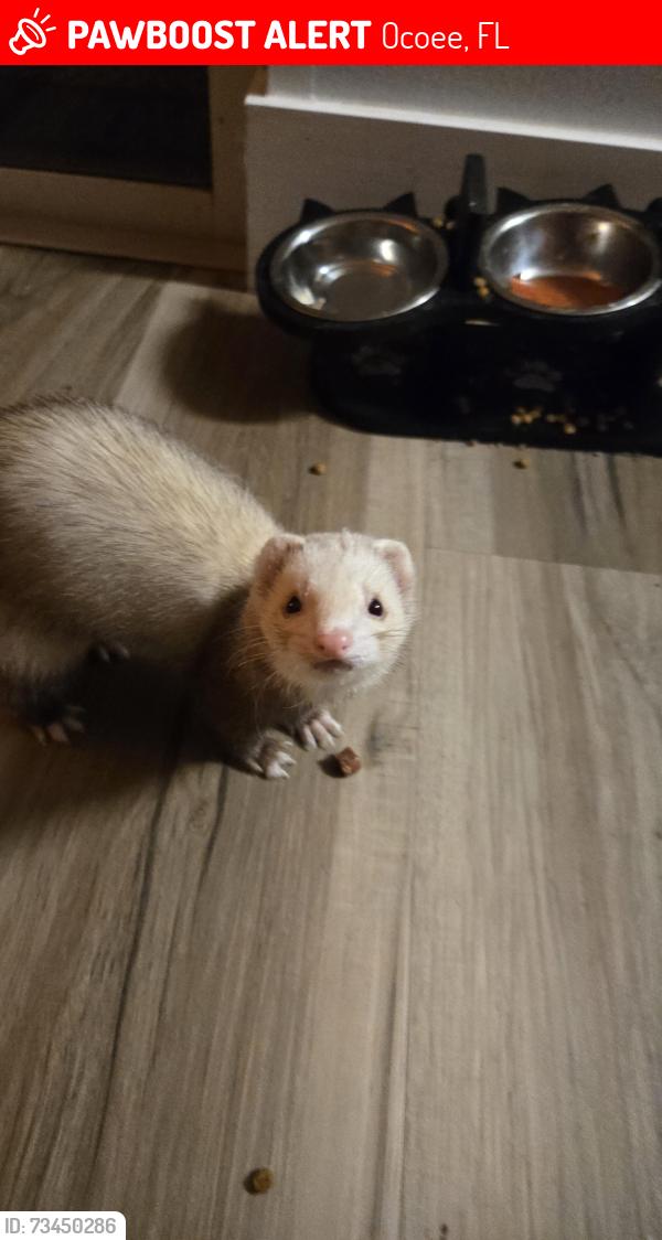 Lost Female Ferret last seen Near dovetail Dr, Ocoee, FL 34761