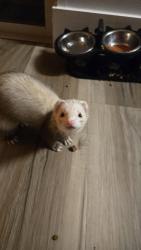 Lost Female Ferret last seen Near dovetail Dr, Ocoee, FL 34761