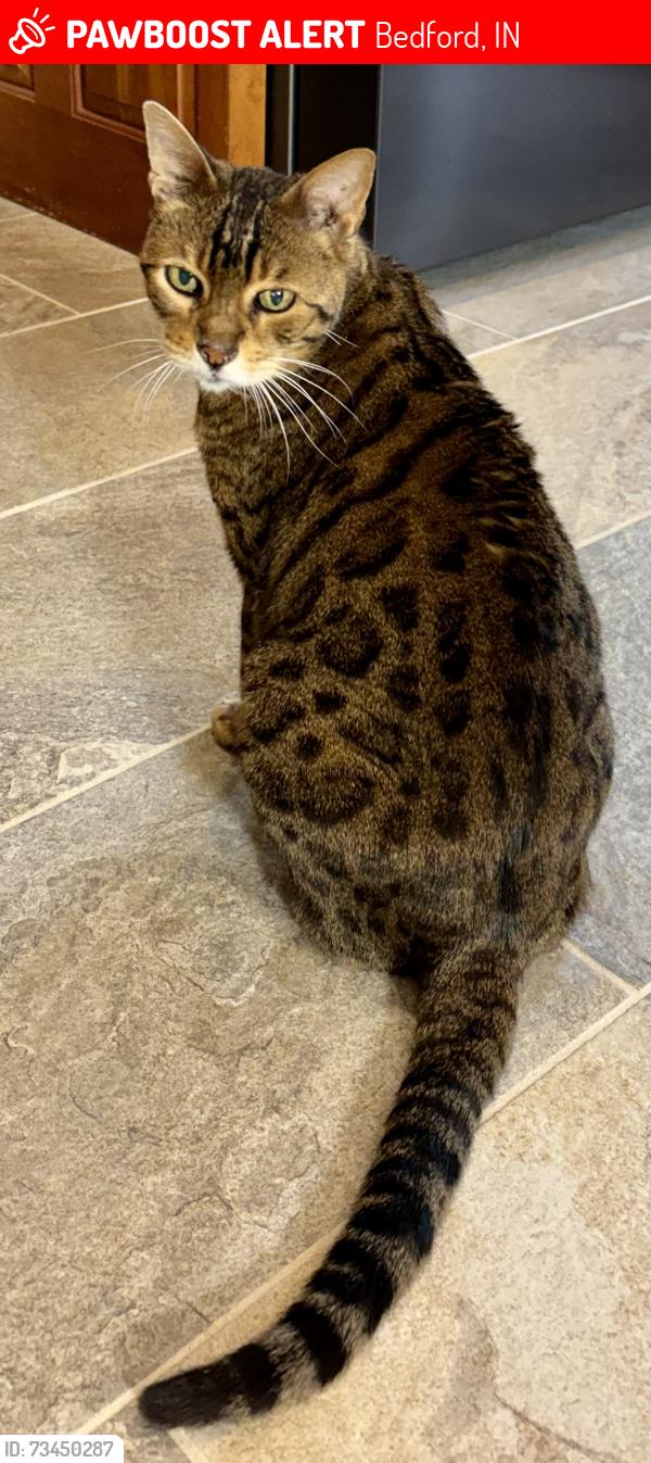 Found/Stray Male Cat last seen In Western Hills Addition, Bedford, IN 47421