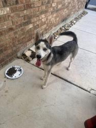 Found/Stray Female Dog last seen Moursand & Roosevelt, San Antonio, TX 78221
