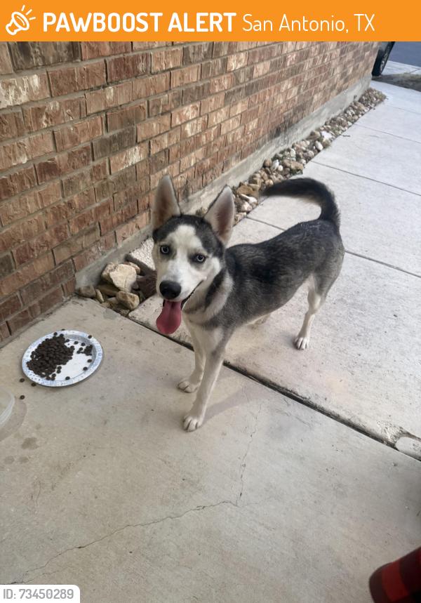 Found/Stray Female Dog last seen Moursand & Roosevelt, San Antonio, TX 78221