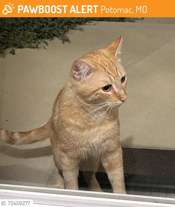 Found/Stray Male Cat last seen Seven Locks Rd near Tuckerman, Potomac, MD 20854