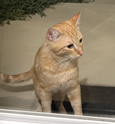 Found/Stray Male Cat last seen Seven Locks Rd near Tuckerman, Potomac, MD 20854