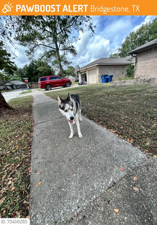 Found/Stray Male Dog last seen Tangle Creek in Bridgestone, Bridgestone, TX 77388