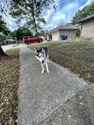Found/Stray Male Dog last seen Tangle Creek in Bridgestone, Bridgestone, TX 77388
