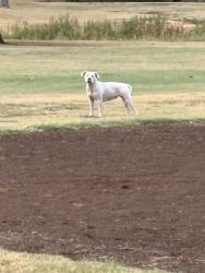 Found/Stray Female Dog last seen Near the baseball field, Mesquite, TX 75150