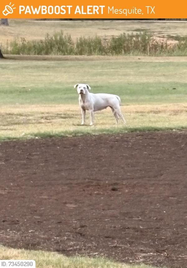 Found/Stray Female Dog last seen Near the baseball field, Mesquite, TX 75150