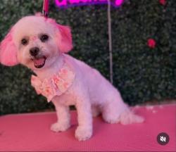 Reunited Female Dog last seen Fairmount, San Diego, CA 92105