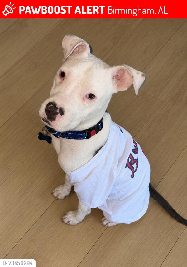 Lost Male Dog last seen Near Camp Cir, Birmingham, AL 35215