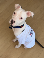 Lost Male Dog last seen Near Camp Cir, Birmingham, AL 35215