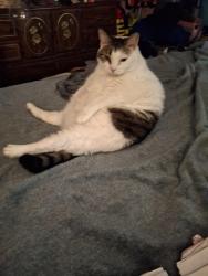 Reunited Female Cat last seen Huffine Mill Rd/Red Cedar Rd/ Huffine Farm Rd, Guilford County, NC 27301