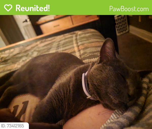 Reunited Male Cat last seen Derry st -Kent st - Baxter st, Harrisburg, PA 17104