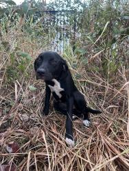 Found/Stray Female Dog last seen Tony shotwell, Grand Prairie, TX 75050