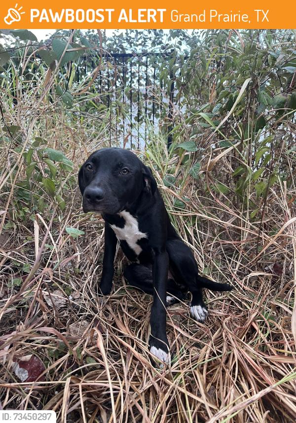 Found/Stray Female Dog last seen Tony shotwell, Grand Prairie, TX 75050