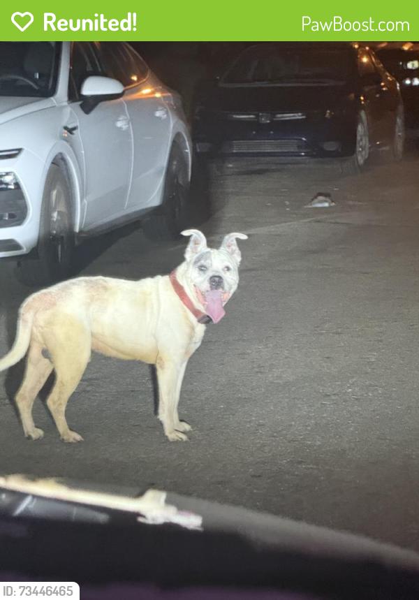 Reunited Male Dog last seen Near Huy Rd, Columbus, OH 43224, USA, Columbus, OH 43224
