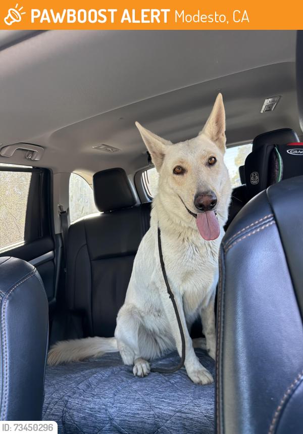 Found/Stray Female Dog last seen North Ave and heading towards Brink Ave, Modesto, Modesto, CA 95358