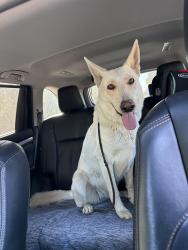 Found/Stray Female Dog last seen North Ave and heading towards Brink Ave, Modesto, Modesto, CA 95358