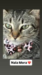 Reunited Female Cat last seen Jackson Ridge Cove, Kennesaw, GA 30144
