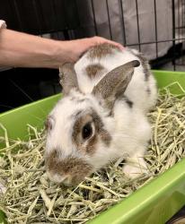 Shelter Stray Male Other last seen YALE ST / WAYLAND ST / MCLAREN PARK, 1419 Bryant St, San Francisco, CA 94103, USA
