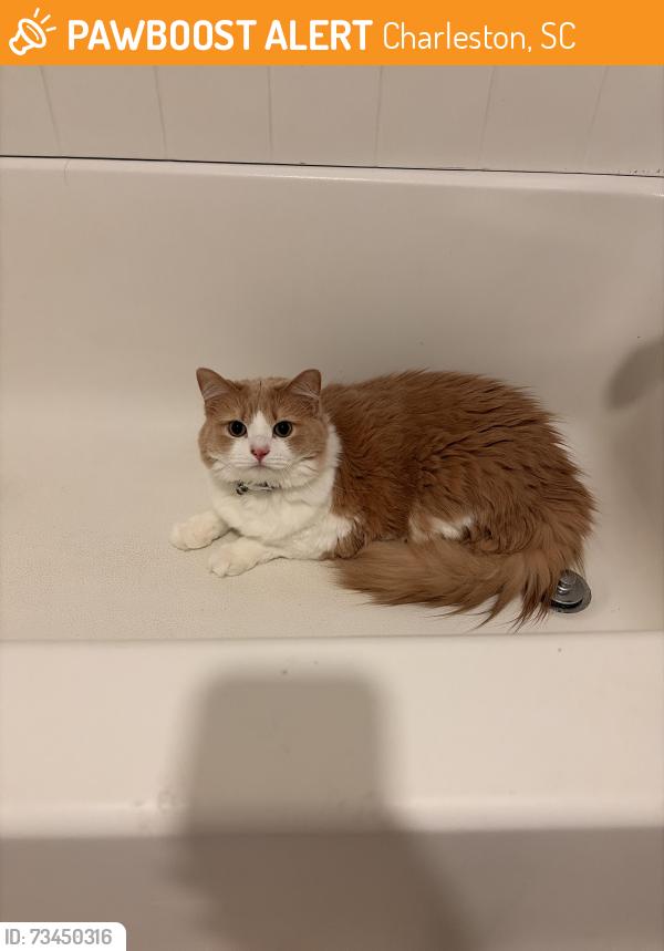 Found/Stray Unknown Cat last seen Parker’s point apmts, Charleston, SC 29492