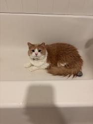 Found/Stray Unknown Cat last seen Parker’s point apmts, Charleston, SC 29492