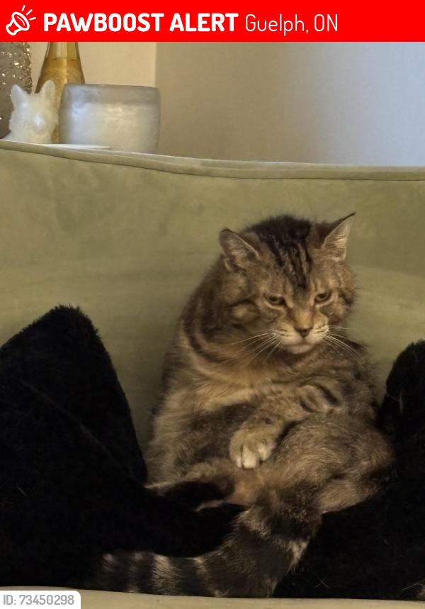 Lost Female Cat last seen Winston cres and lemon street, Guelph, ON 