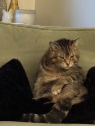 Lost Female Cat last seen Winston cres and lemon street, Guelph, ON 