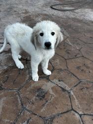 Found/Stray Male Dog last seen Yarbrough and Santa Maria, El Paso, TX 79907
