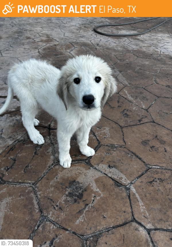 Found/Stray Male Dog last seen Yarbrough and Santa Maria, El Paso, TX 79907
