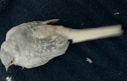 Found/Stray Unknown Bird last seen Craif and rancho, Las Vegas, NV 89108