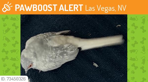 Found/Stray Unknown Bird last seen Craif and rancho, Las Vegas, NV 89108