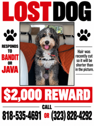 Reunited Male Dog last seen MacArthur Park, Los Angeles, CA 90057