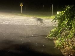 Reunited Unknown Dog last seen Trail crossing Floral Park at S Great Oaks, Floral City, FL 34436
