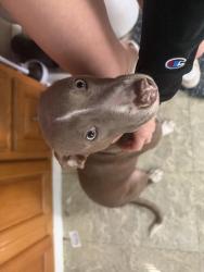 Lost Female Dog last seen Gantz rd, Grove City, OH 43123