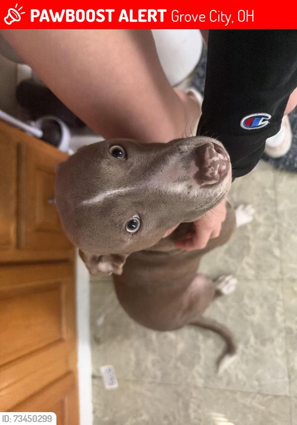 Lost Female Dog last seen Gantz rd, Grove City, OH 43123