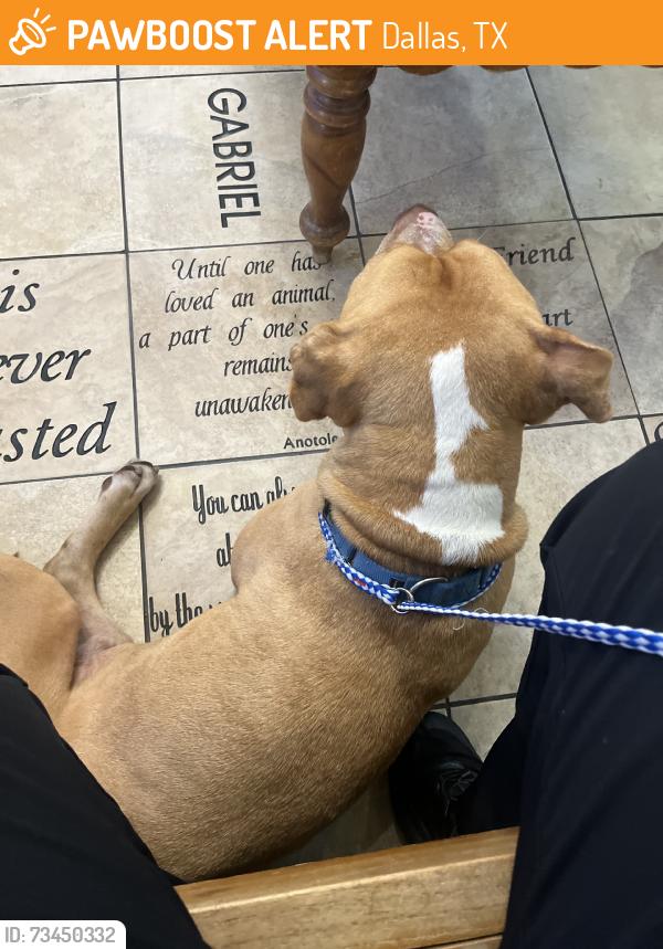 Found/Stray Male Dog last seen Gatlamd Rd, Dallas, TX 75218