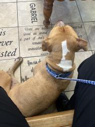 Found/Stray Male Dog last seen Gatlamd Rd, Dallas, TX 75218