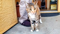Found/Stray Female Cat last seen Cambria Court, Pittsburg, CA 94565
