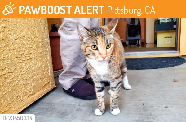 Found/Stray Female Cat last seen Cambria Court, Pittsburg, CA 94565