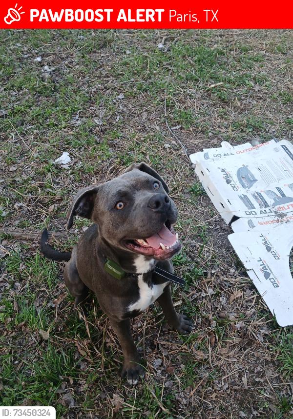 Lost Male Dog last seen Graham st and 13th NW, Paris, TX 75460