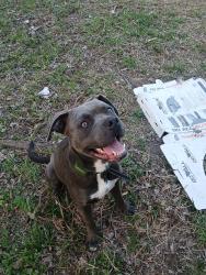 Lost Male Dog last seen Graham st and 13th NW, Paris, TX 75460