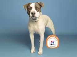 Shelter Stray Female Dog last seen 43RD AVE AND GLENDALE, 5501 E Van Buren St, Phoenix, AZ 85008, USA