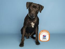 Shelter Stray Male Dog last seen PRIEST AND UNIVERSITY, 5501 E Van Buren St, Phoenix, AZ 85008, USA