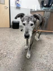Shelter Stray Male Dog last seen MCDOWELL RD AND VERRADO, 5501 E Van Buren St, Phoenix, AZ 85008, USA