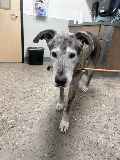 Shelter Stray Male Dog last seen MCDOWELL RD AND VERRADO, 5501 E Van Buren St, Phoenix, AZ 85008, USA