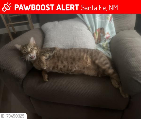 Lost Male Cat last seen Campground behind Whataburger, Santa Fe, NM 87507