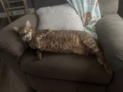 Lost Male Cat last seen Campground behind Whataburger, Santa Fe, NM 87507