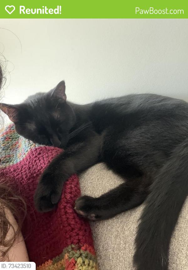 Reunited Male Cat last seen Deerfield Dr, Mt Holly, NC 28120, USA, Mount Holly, NC 28120